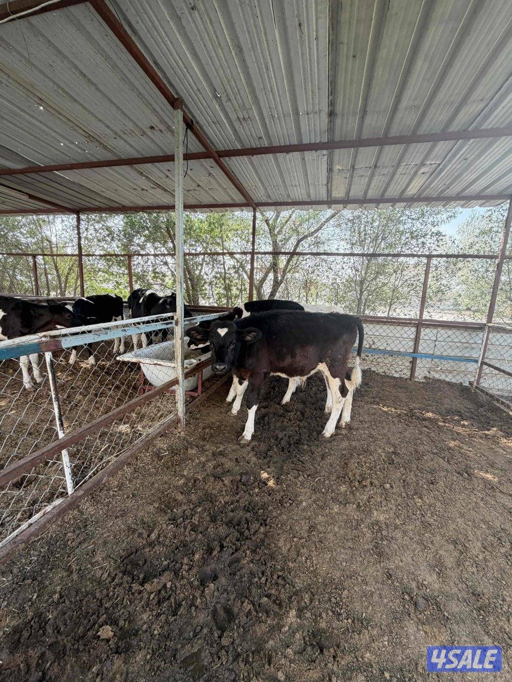 للبيع عجول2