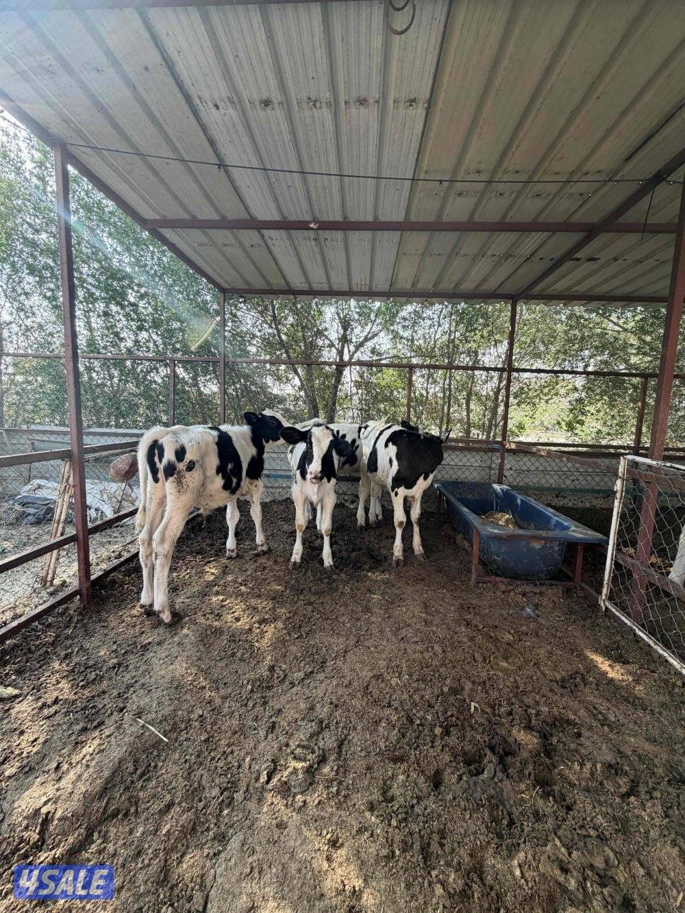 للبيع عجول3