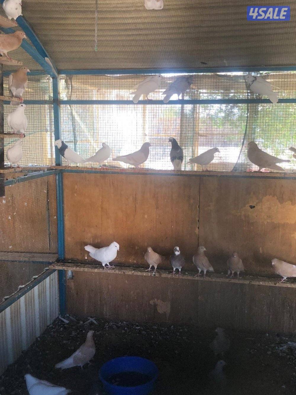 حمام مخلوط1