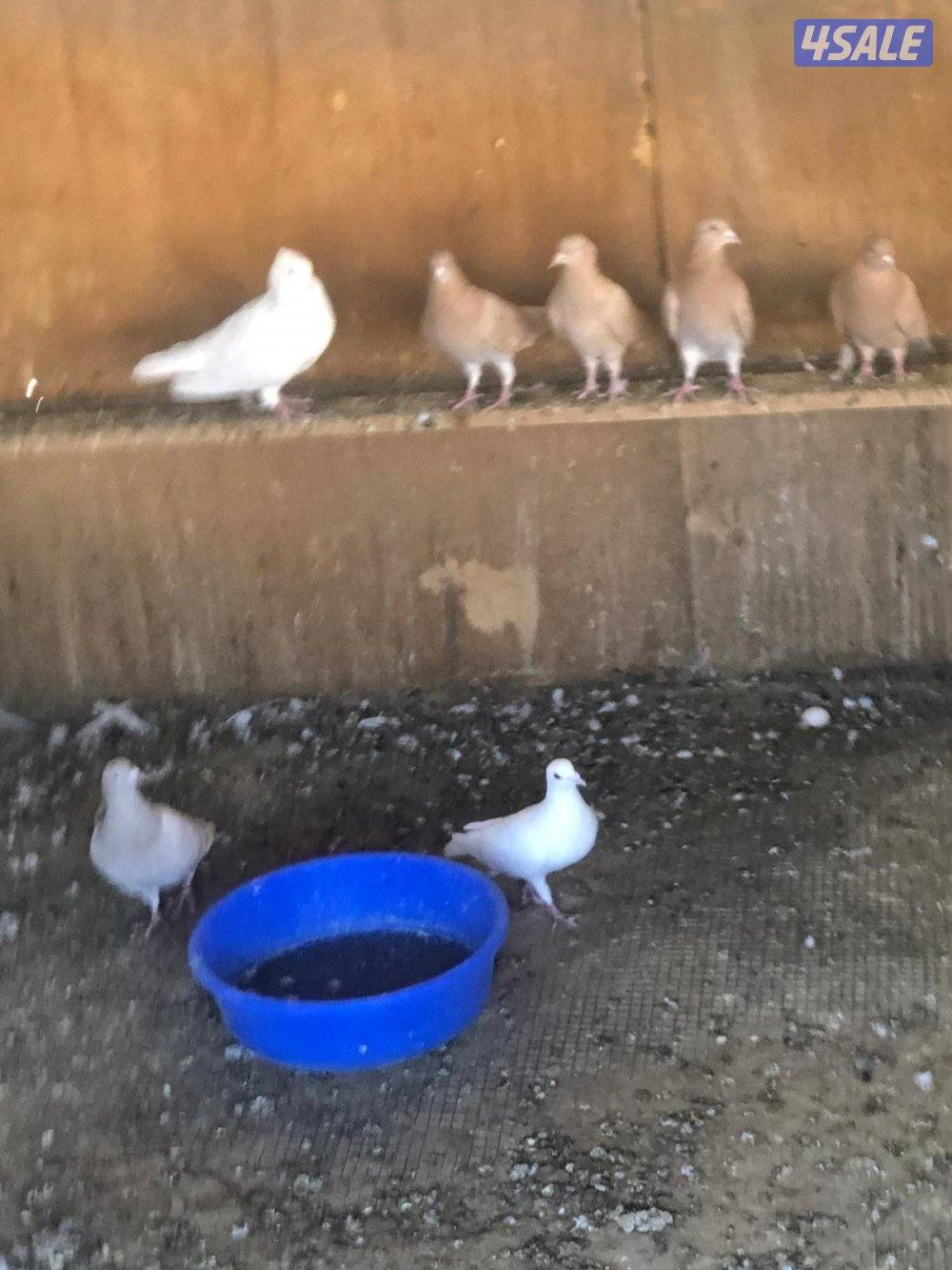 حمام مخلوط2