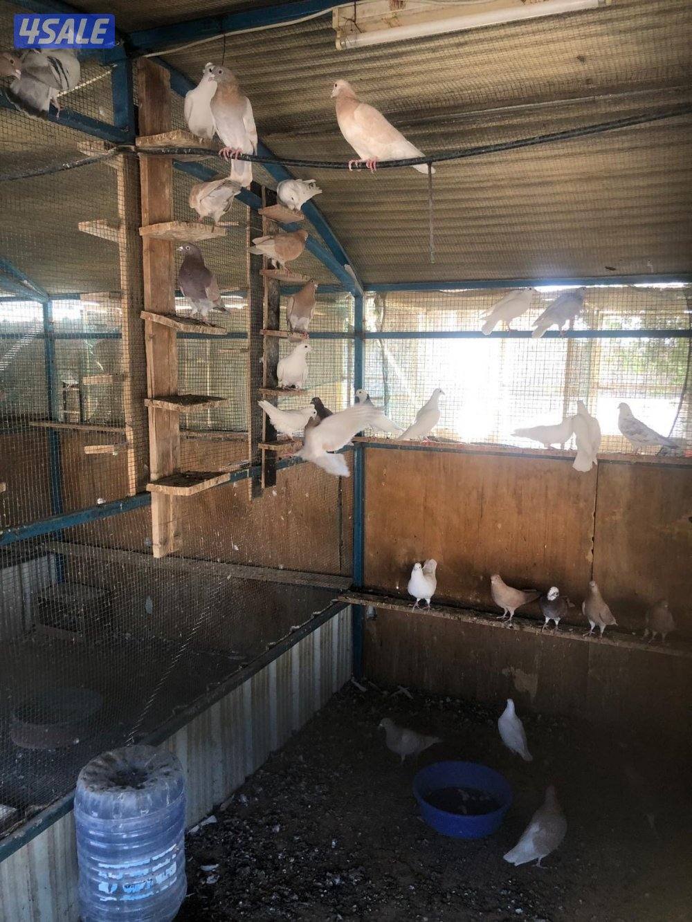 حمام مخلوط3