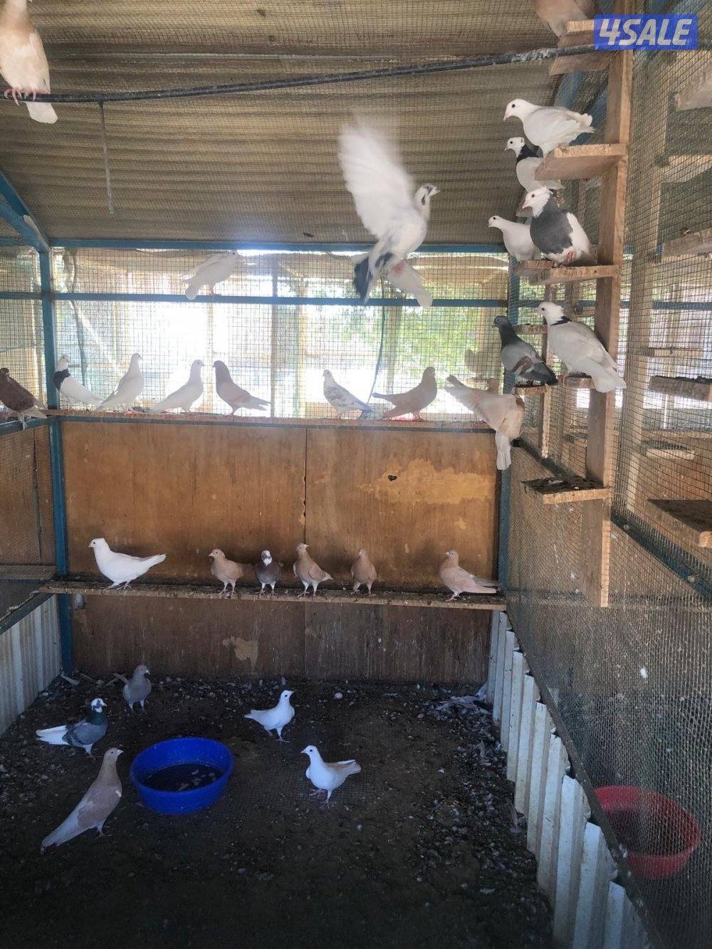 حمام مخلوط4