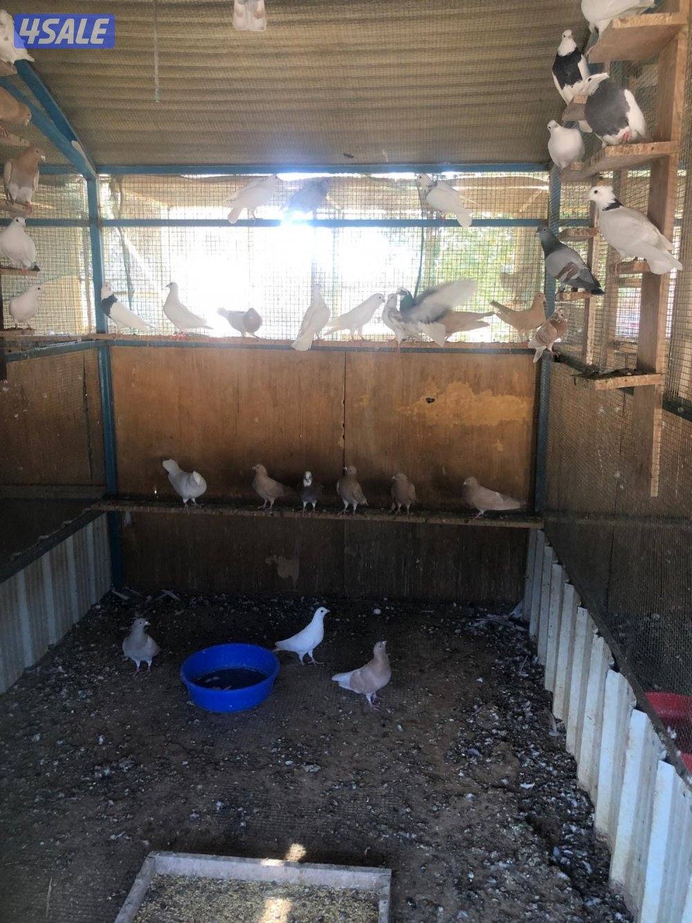 حمام مخلوط5