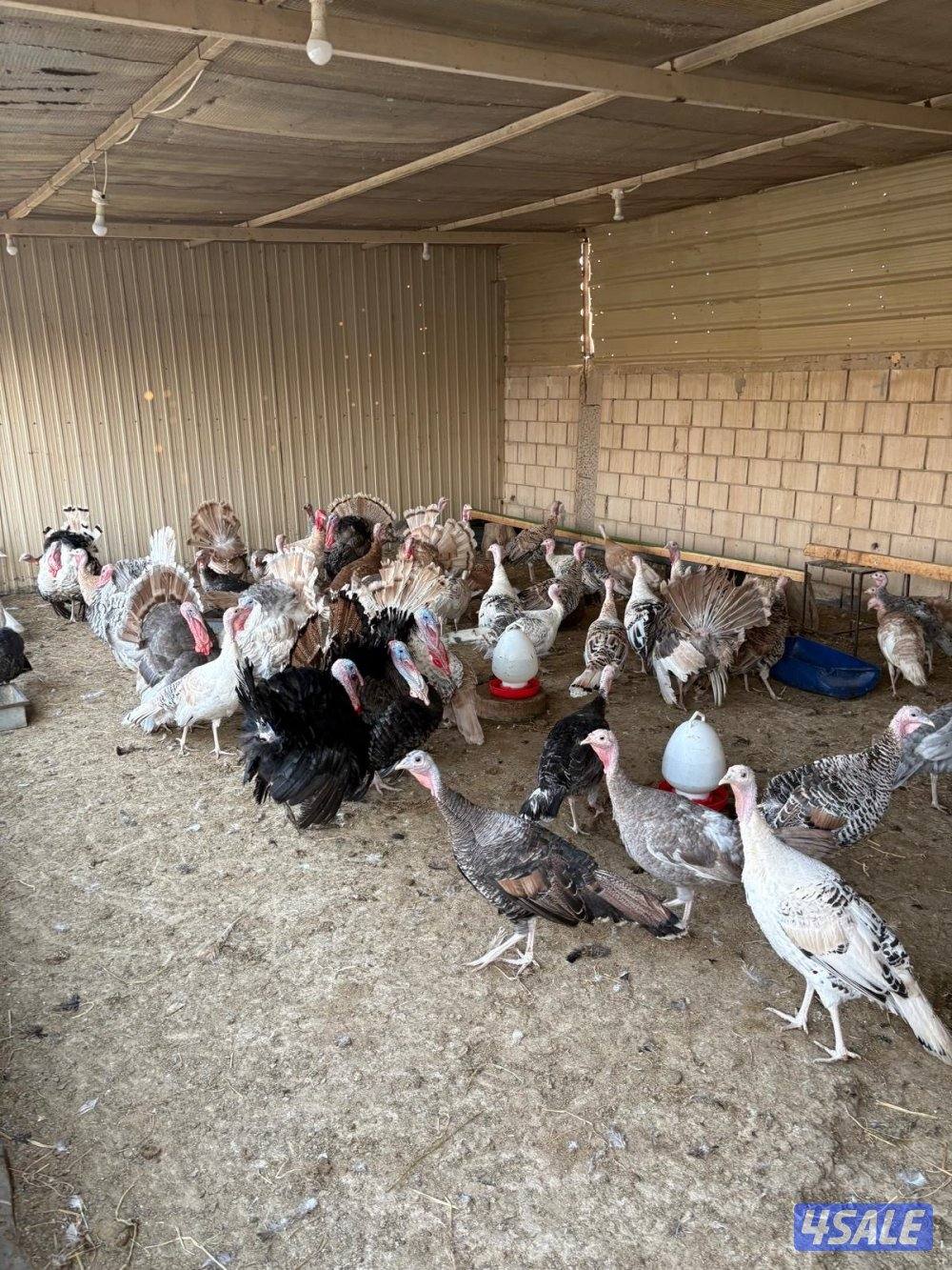 للبيع أزواج لاحم ورومي1