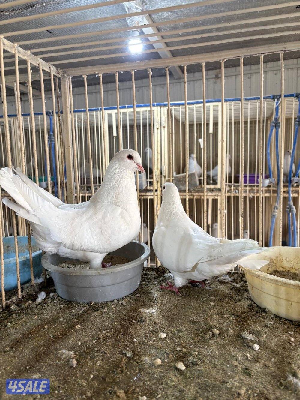 للبيع أزواج لاحم ورومي2