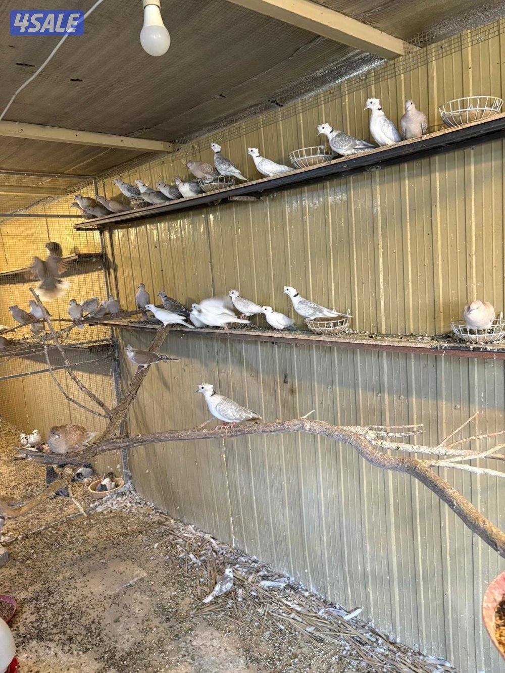 للبيع أزواج لاحم ورومي3