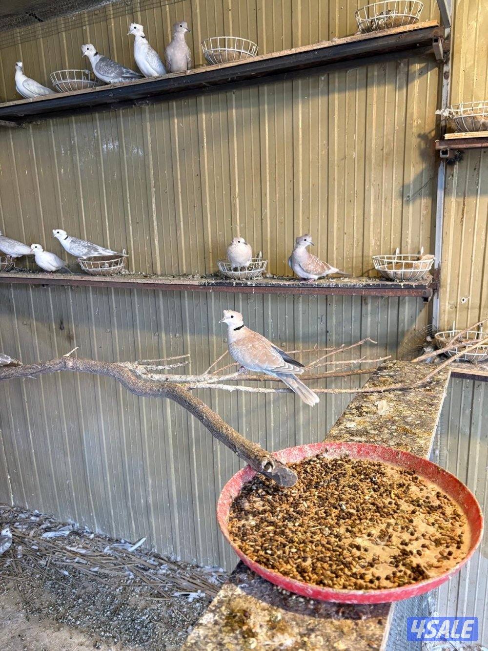 للبيع أزواج لاحم ورومي4