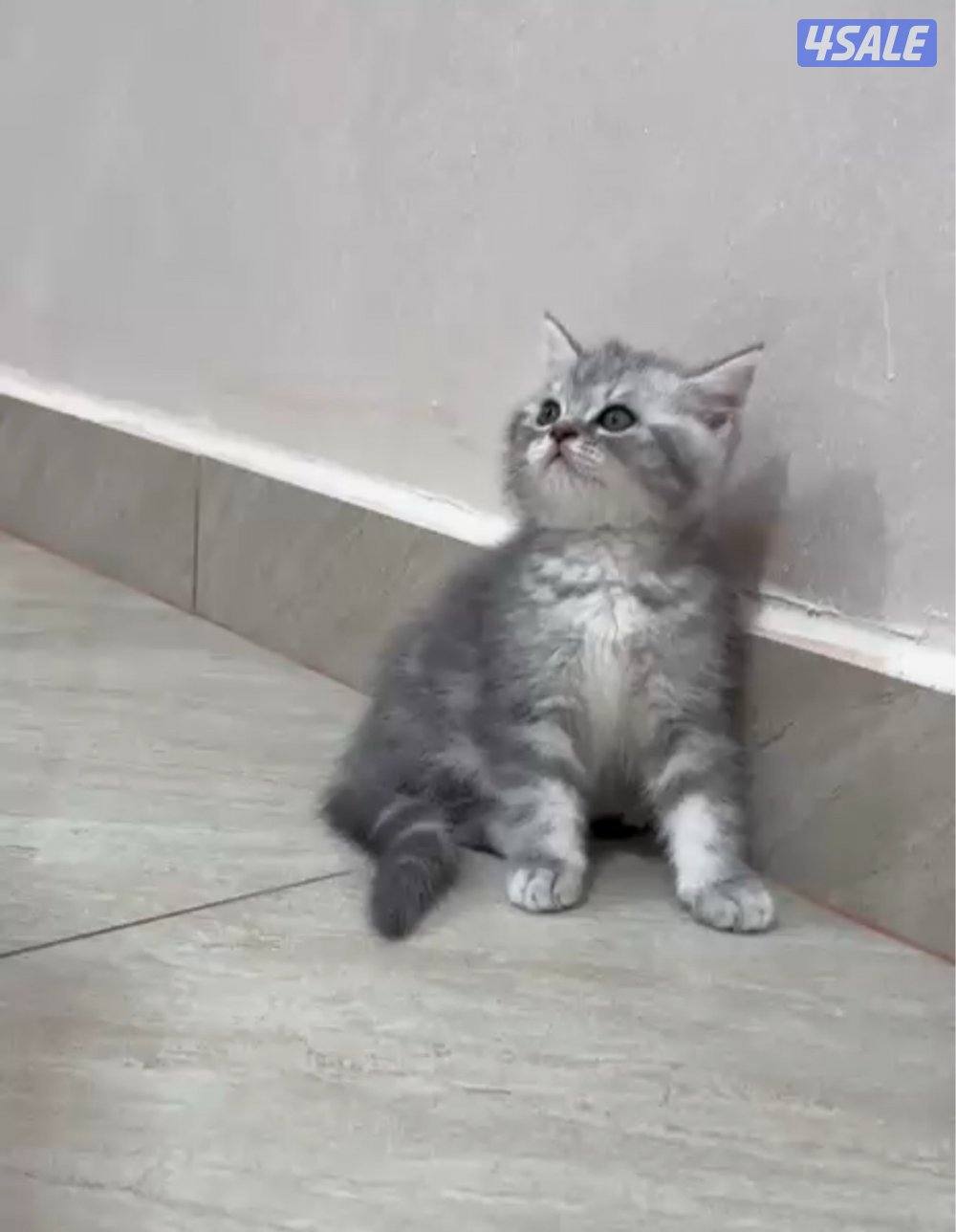 للبيع كيتن طيب0