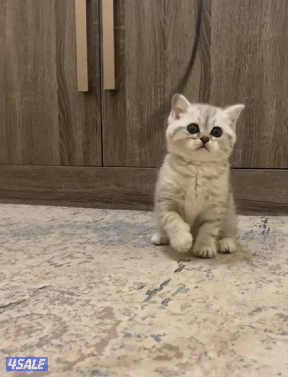 للبيع كيتن طيب1