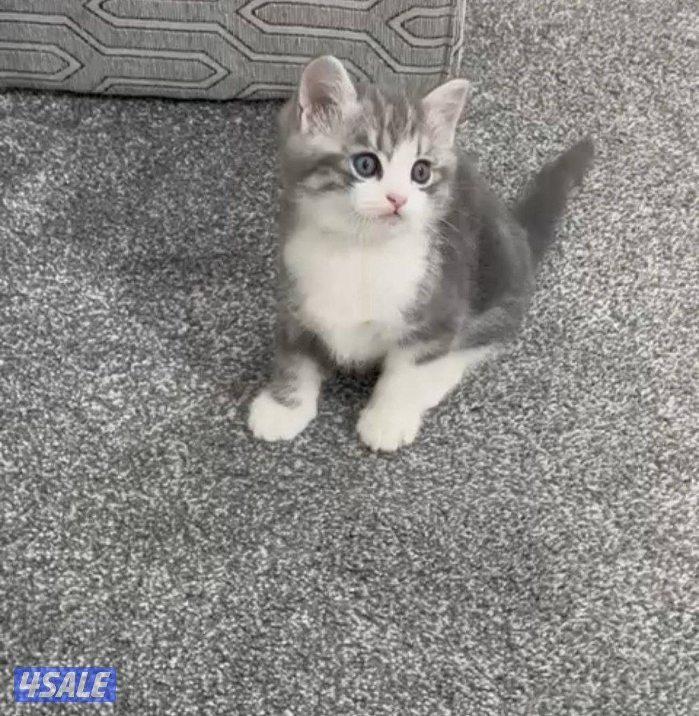 للبيع كيتن طيب3