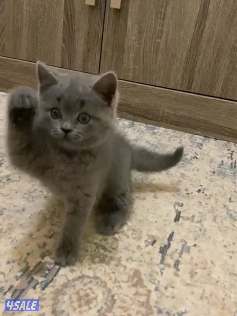 للبيع كيتن طيب2