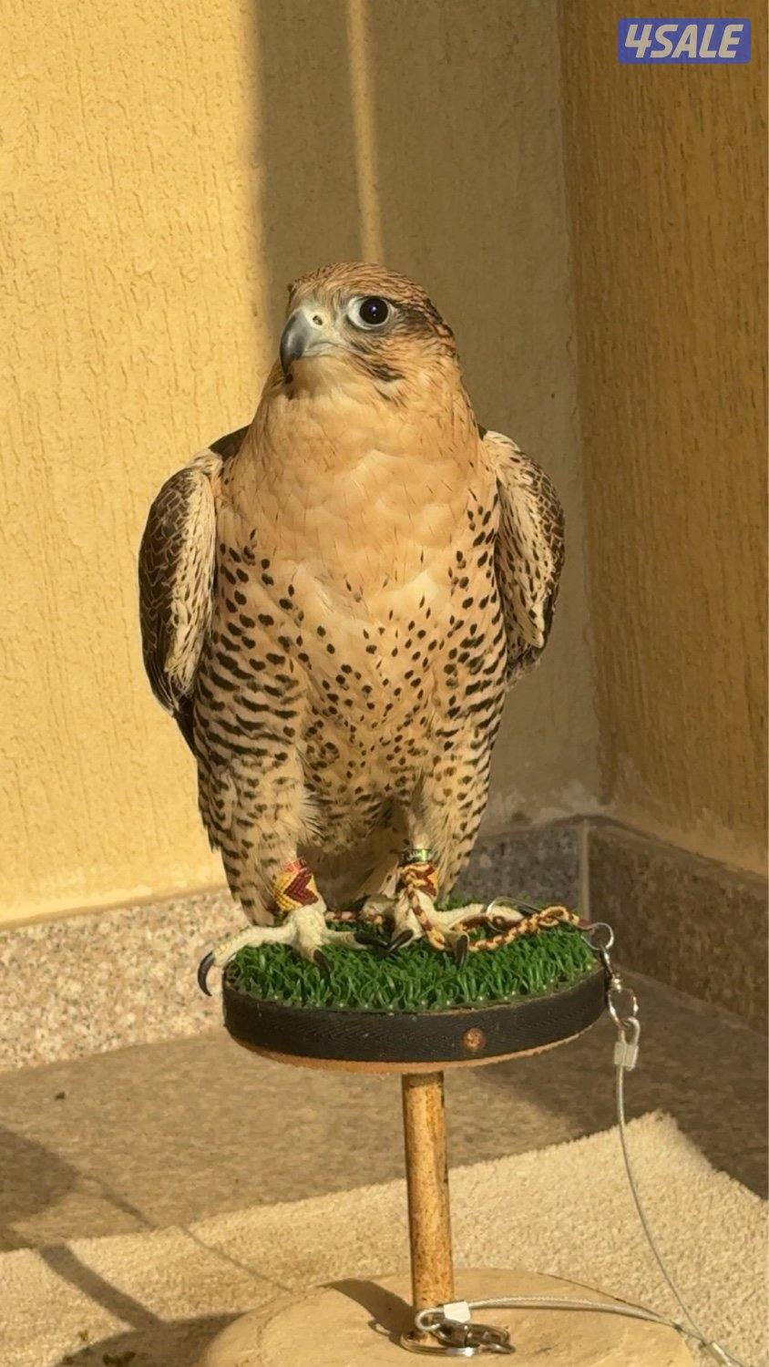 جير شاهين ثنوو كومة ريش2