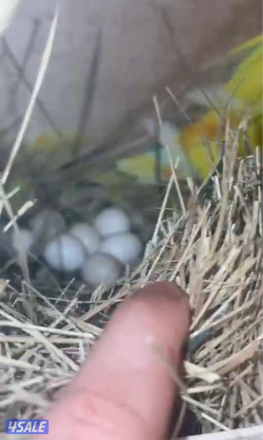 للبيع ازواج لوف بيرد شرط منتجين3