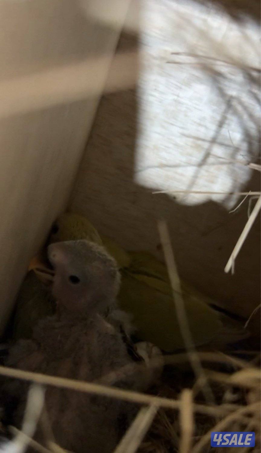 للبيع ازواج لوف بيرد شرط منتجين4