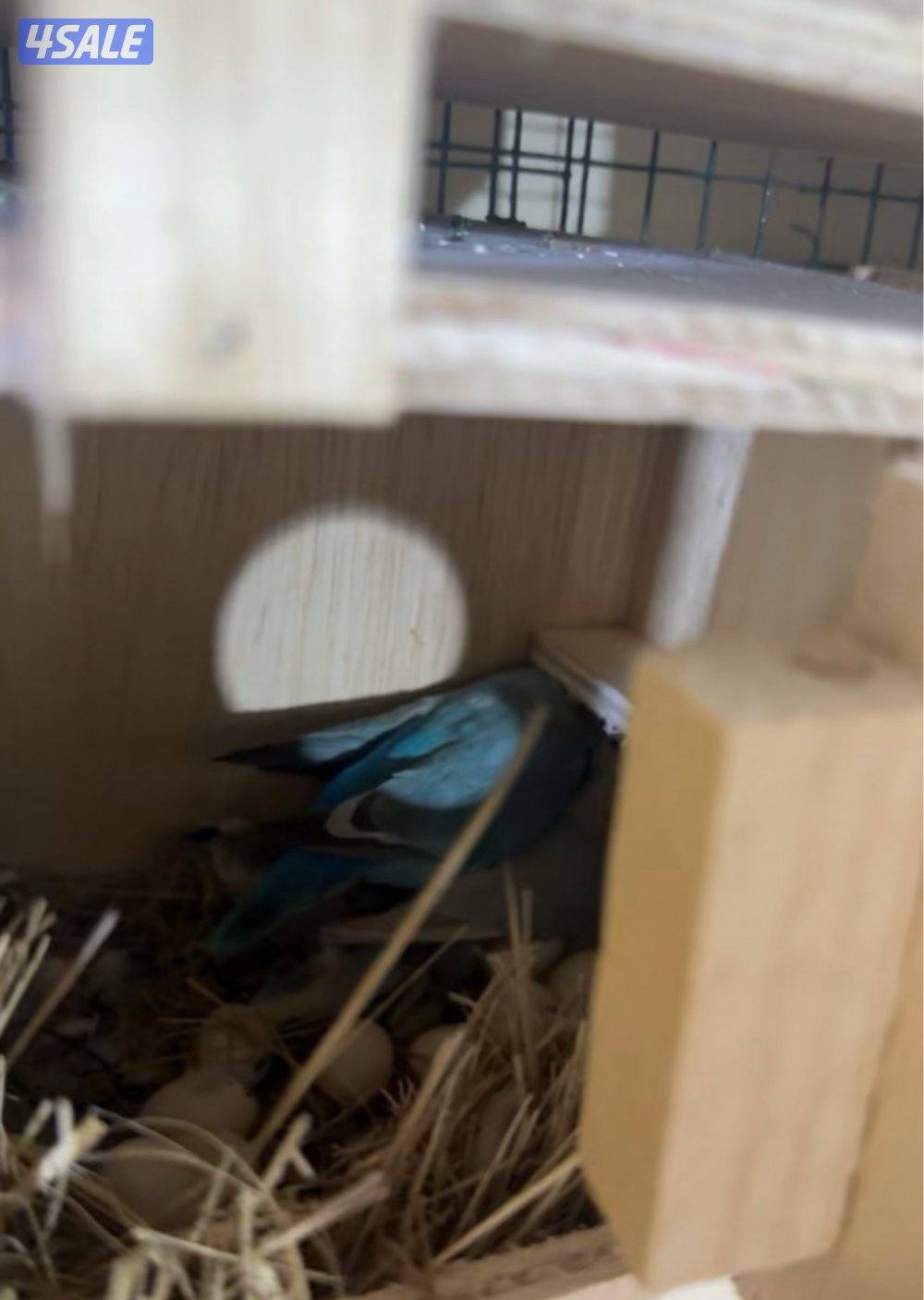 للبيع ازواج لوف بيرد شرط منتجين5