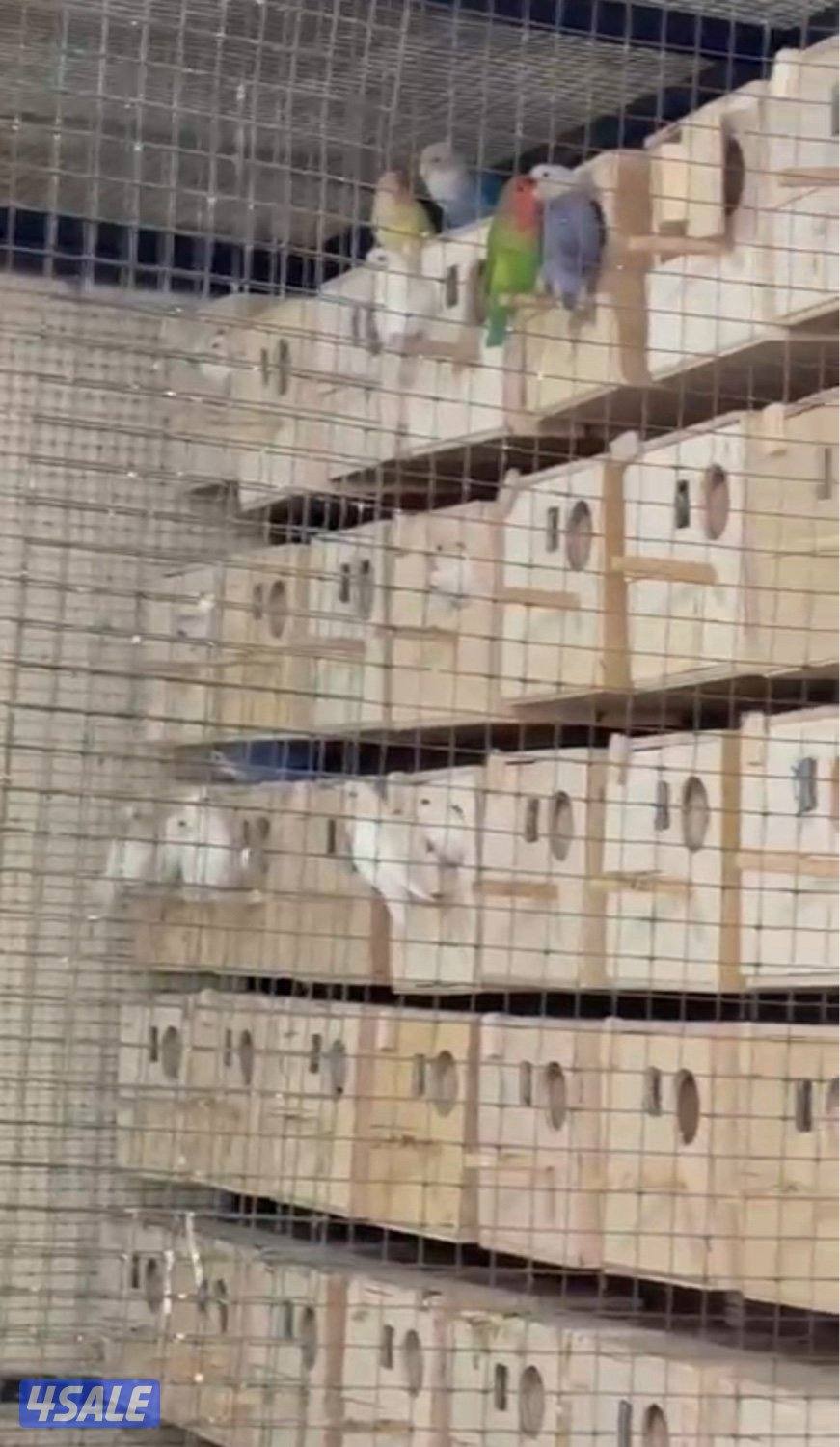 للبيع ازواج لوف بيرد شرط منتجين6