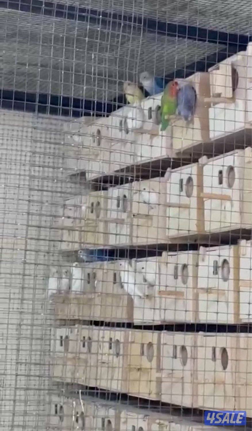 للبيع ازواج لوف بيرد شرط منتجين8