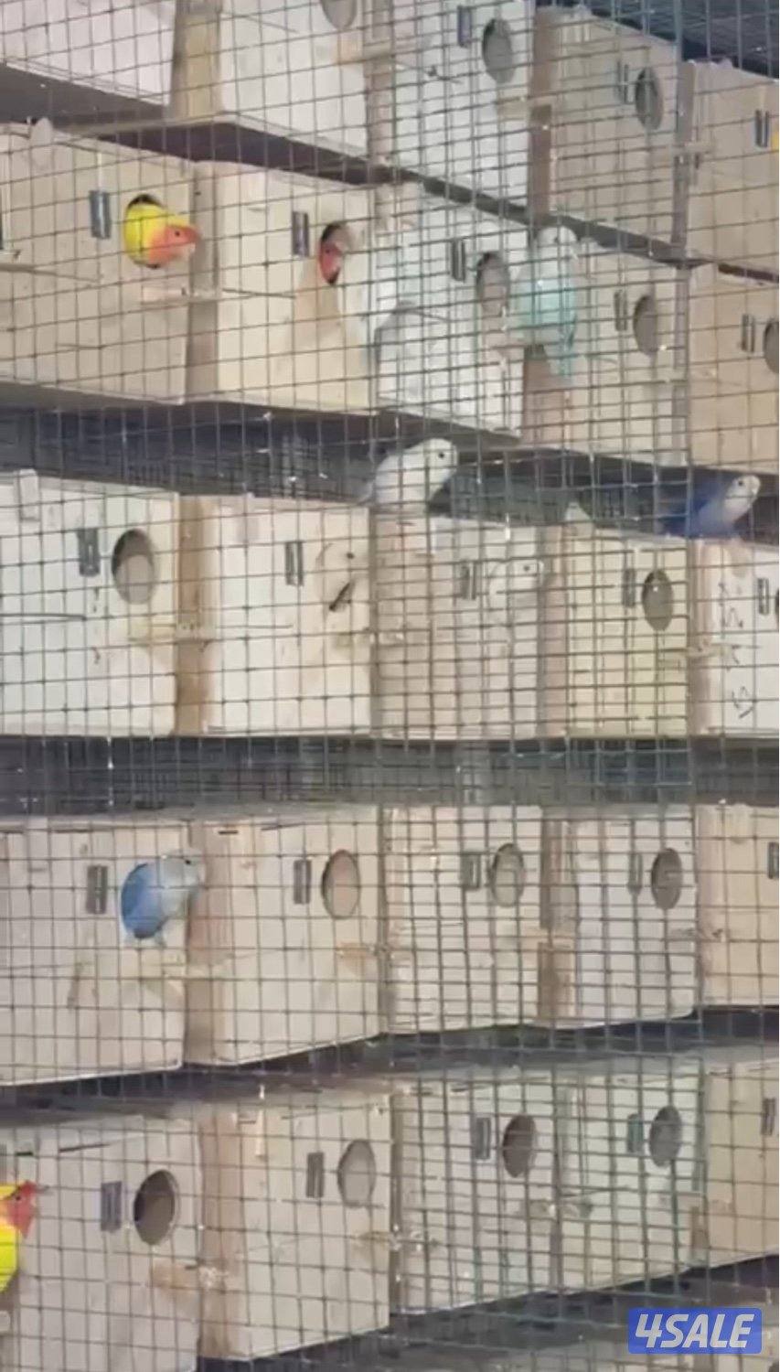 للبيع ازواج لوف بيرد شرط منتجين7