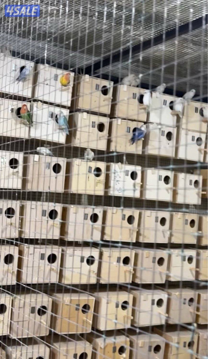 للبيع ازواج لوف بيرد شرط منتجين9