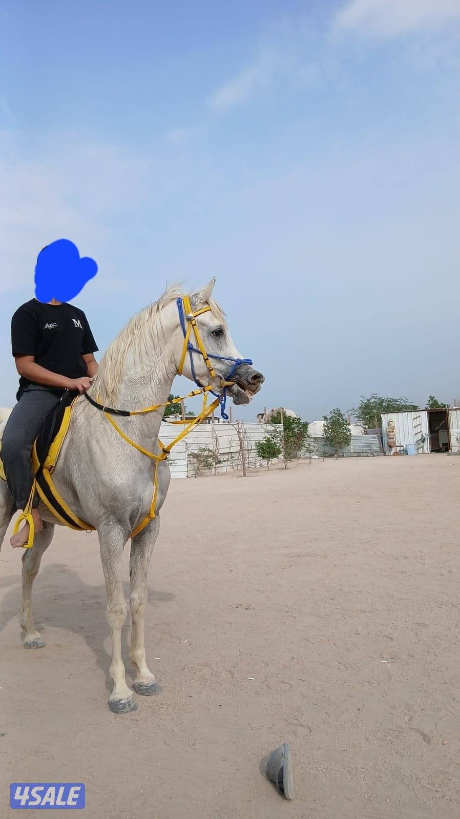 للبع حصان مصري بدون اوراق1