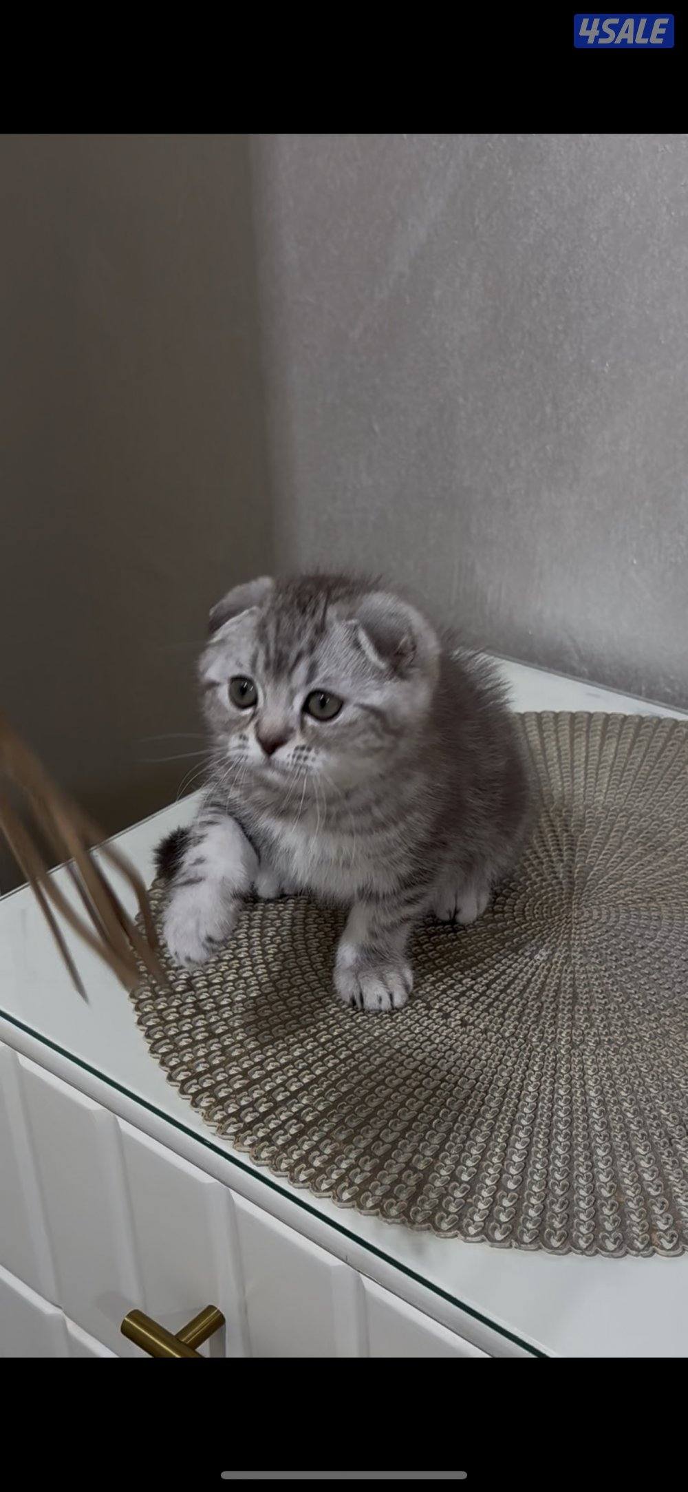 البيع سكوتش فولد بيور &0