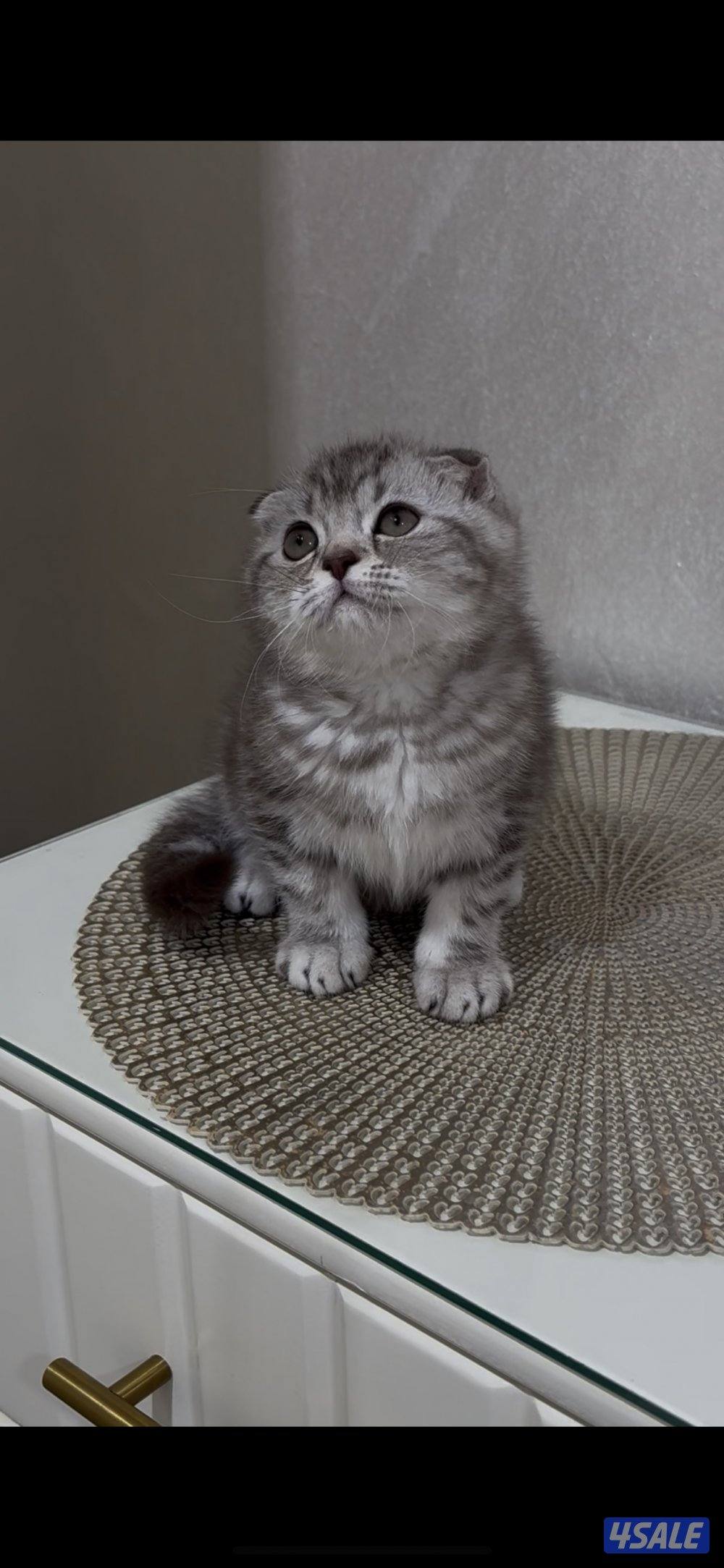 البيع سكوتش فولد بيور &1