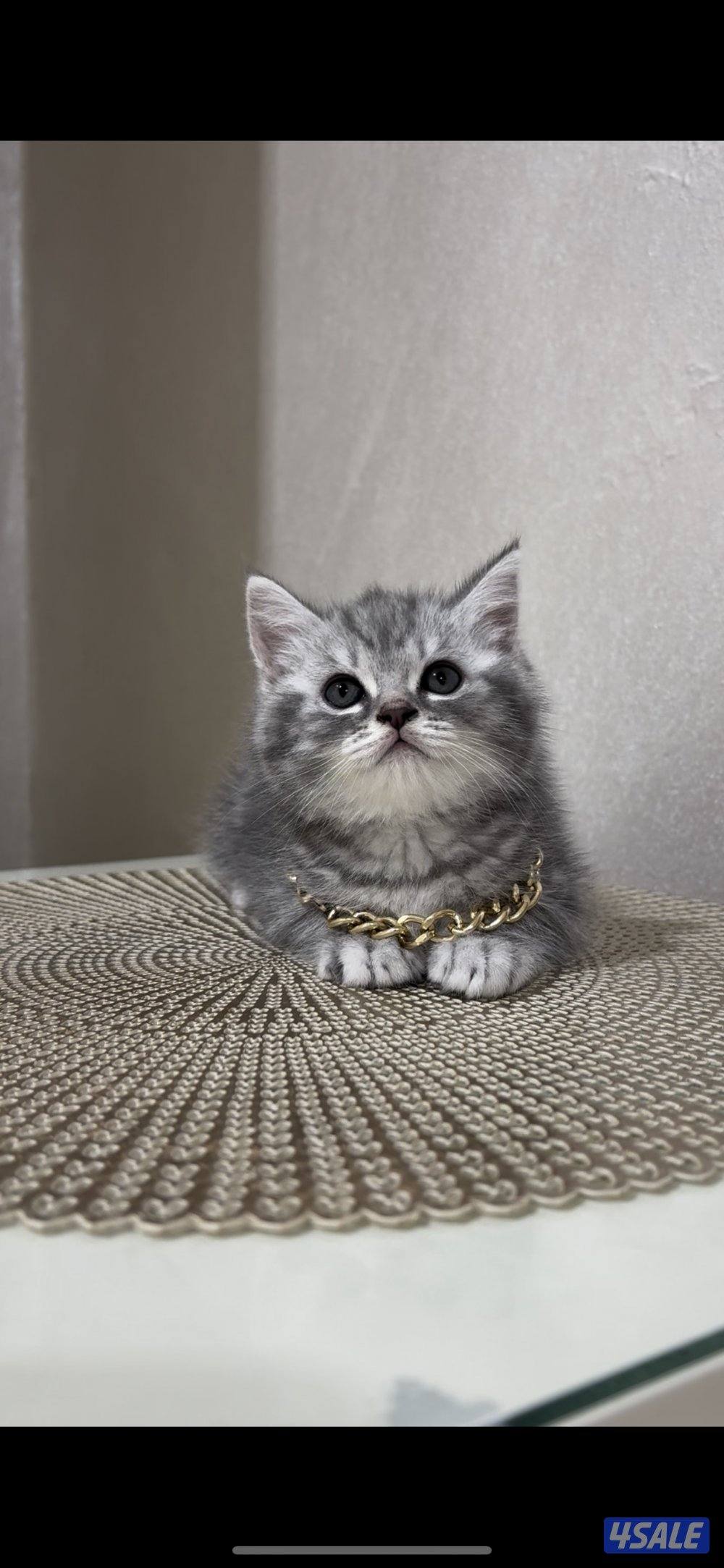 البيع سكوتش فولد بيور &2