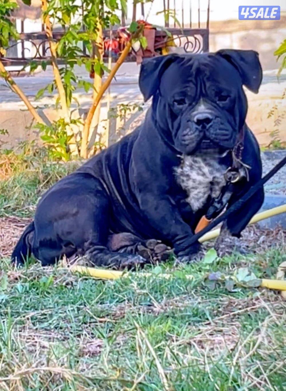 ذكر اكزوتك امريكان بولي0