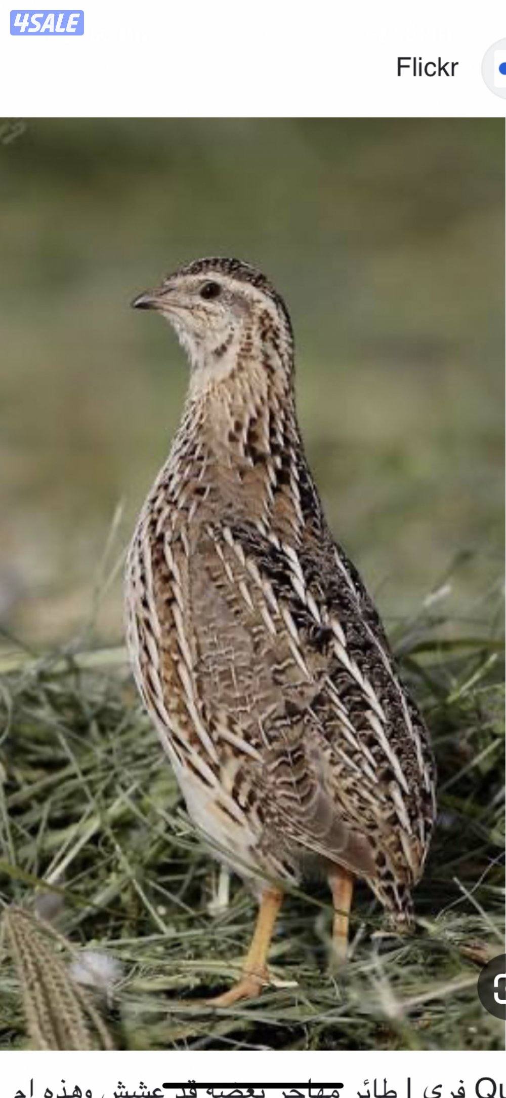 للبيع فري غير مطعم0