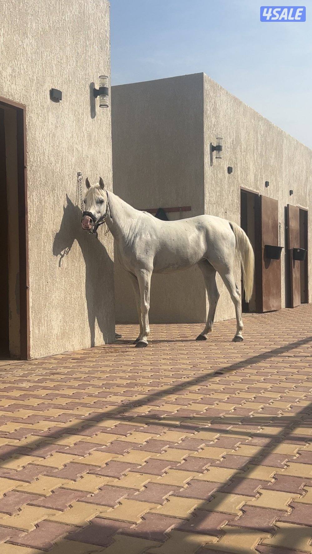 فرس بنت شمال الخالديه0