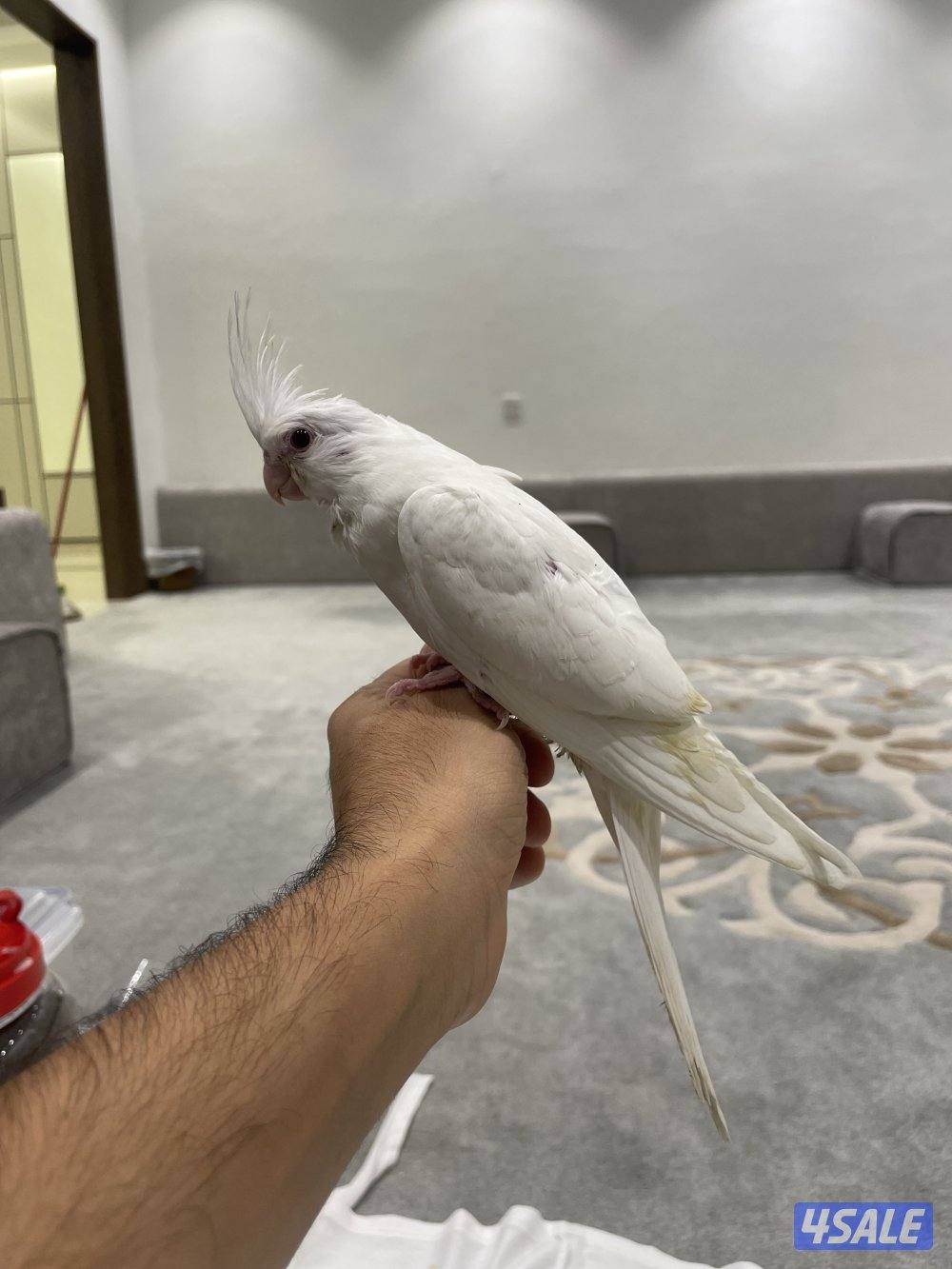 فرخ كروان البينو العمر شهرين3