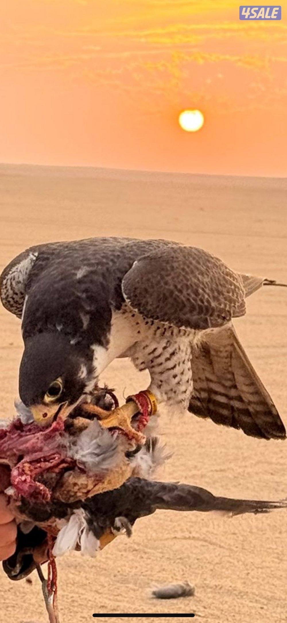 خلويه قرناسه للبيع تلحق الدحل 9:9 بيعه سريعه والشيهانه سليمه0