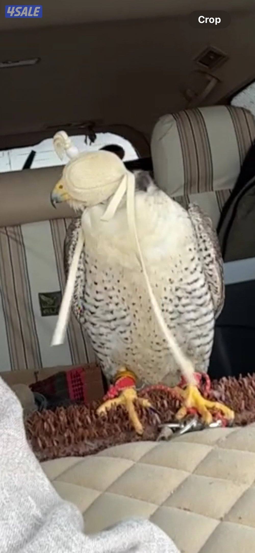 خلويه قرناسه للبيع تلحق الدحل 9:9 بيعه سريعه والشيهانه سليمه1