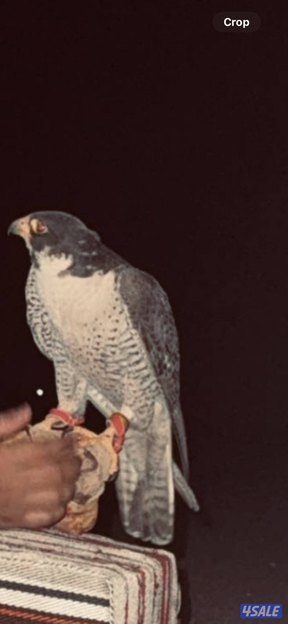 خلويه قرناسه للبيع تلحق الدحل 9:9 بيعه سريعه والشيهانه سليمه2