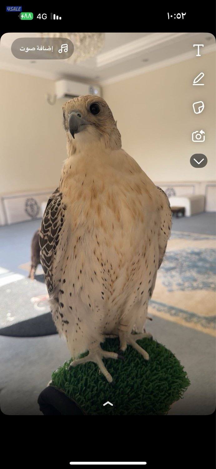 للبيع جير بيور بكر0