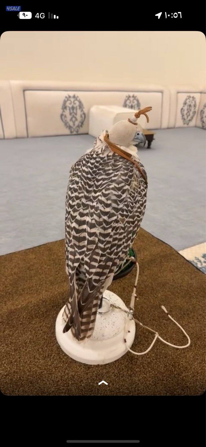 للبيع جير بيور بكر1