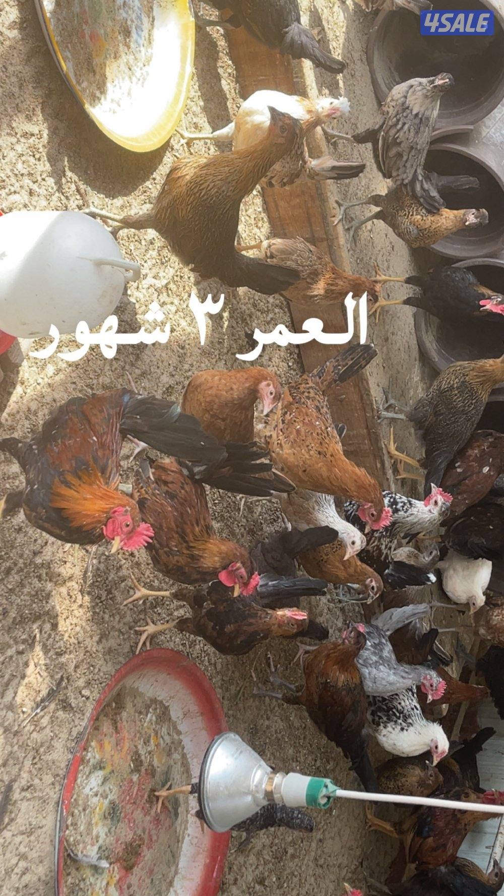 مجموعة فروخ كبار العمر ٣ شهور احجام طيبة0