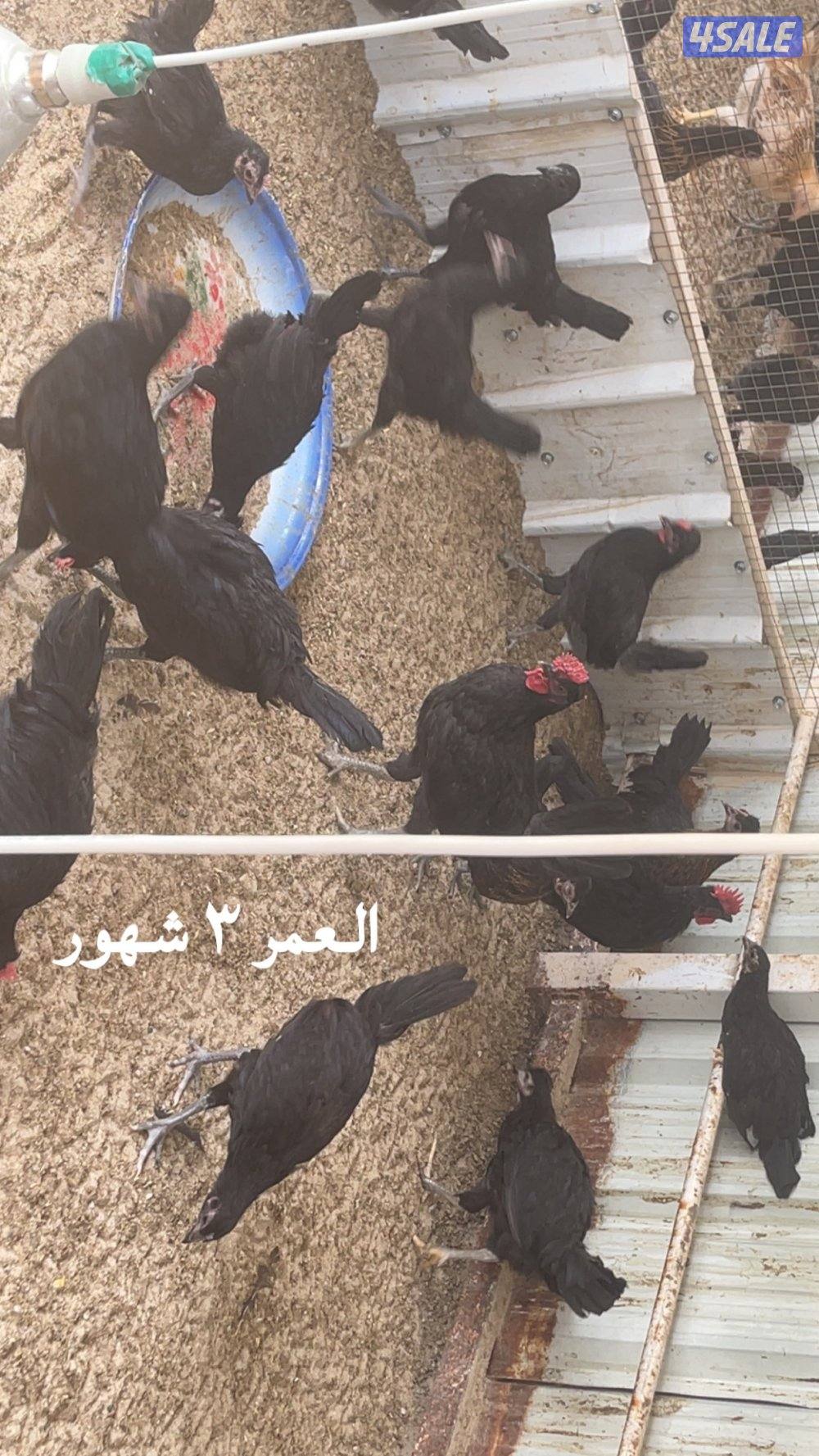 مجموعة فروخ كبار العمر ٣ شهور احجام طيبة1