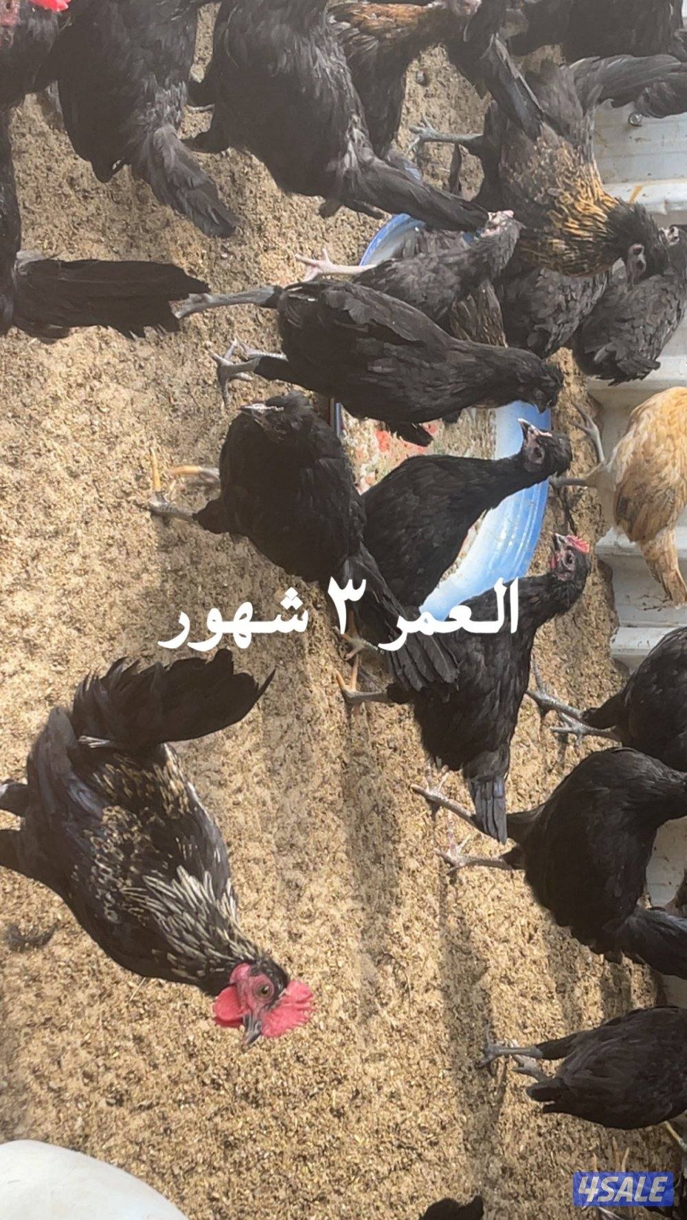 مجموعة فروخ كبار العمر ٣ شهور احجام طيبة2