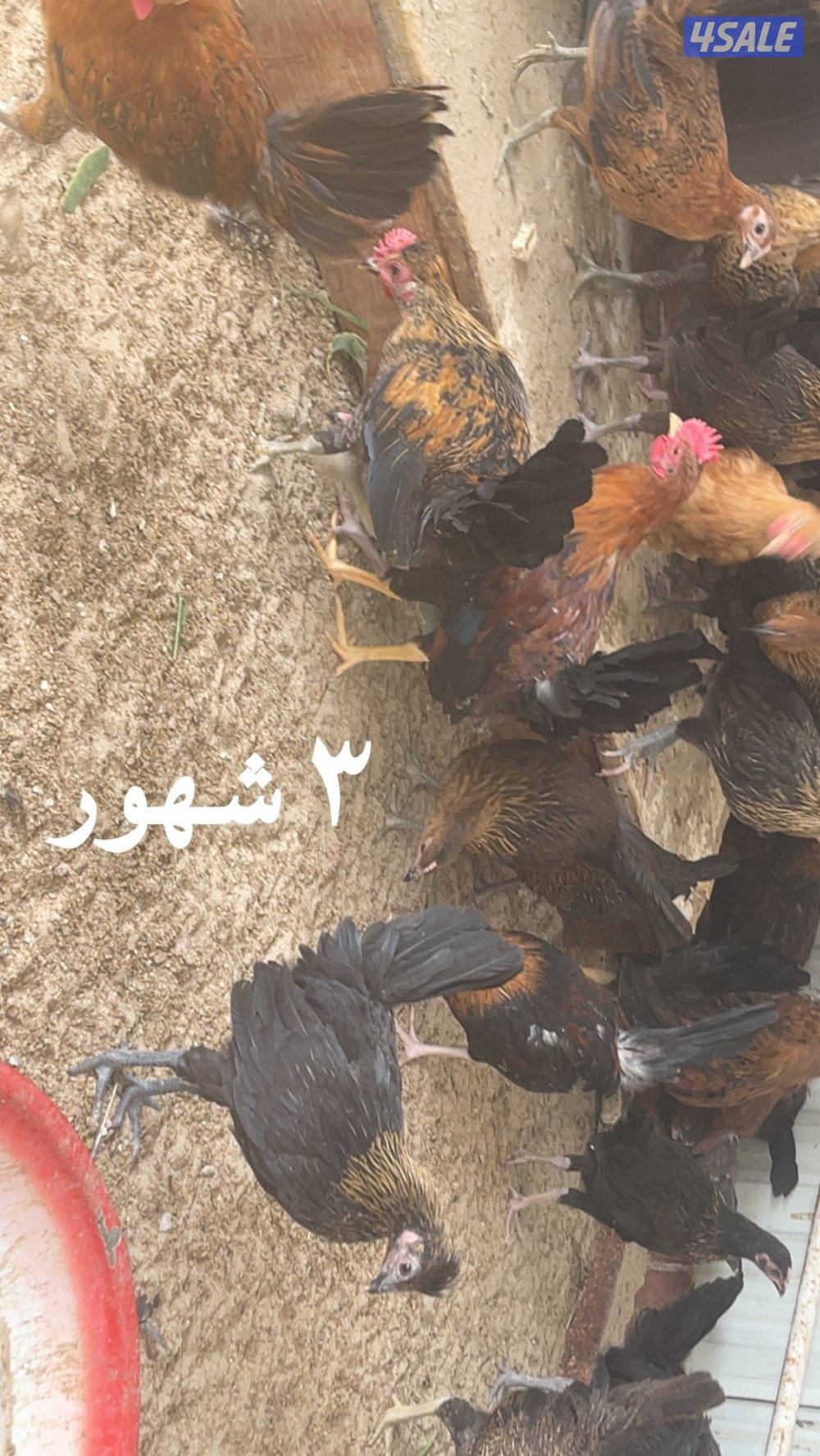 مجموعة فروخ كبار العمر ٣ شهور احجام طيبة3