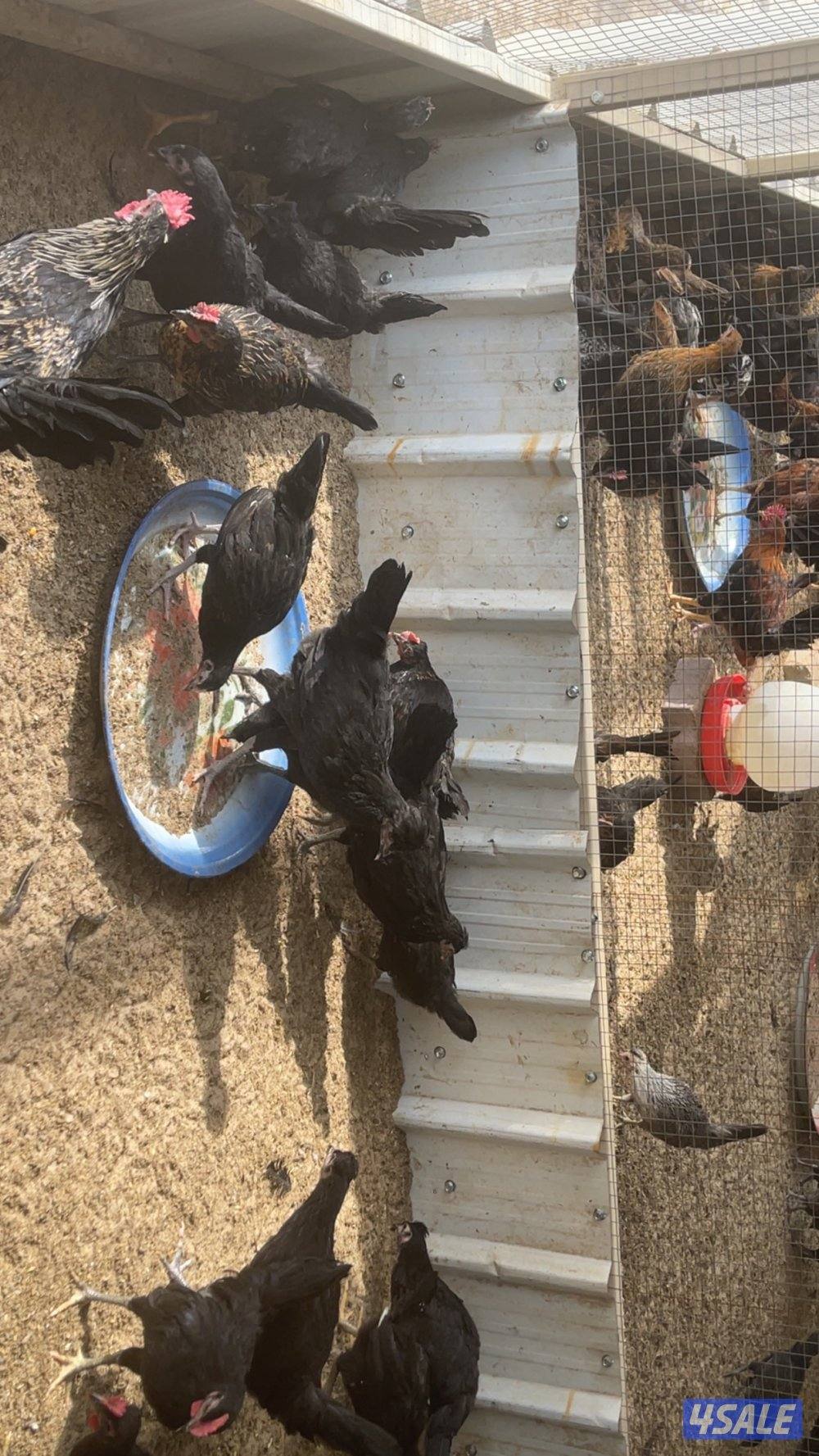 مجموعة فروخ كبار العمر ٣ شهور احجام طيبة4