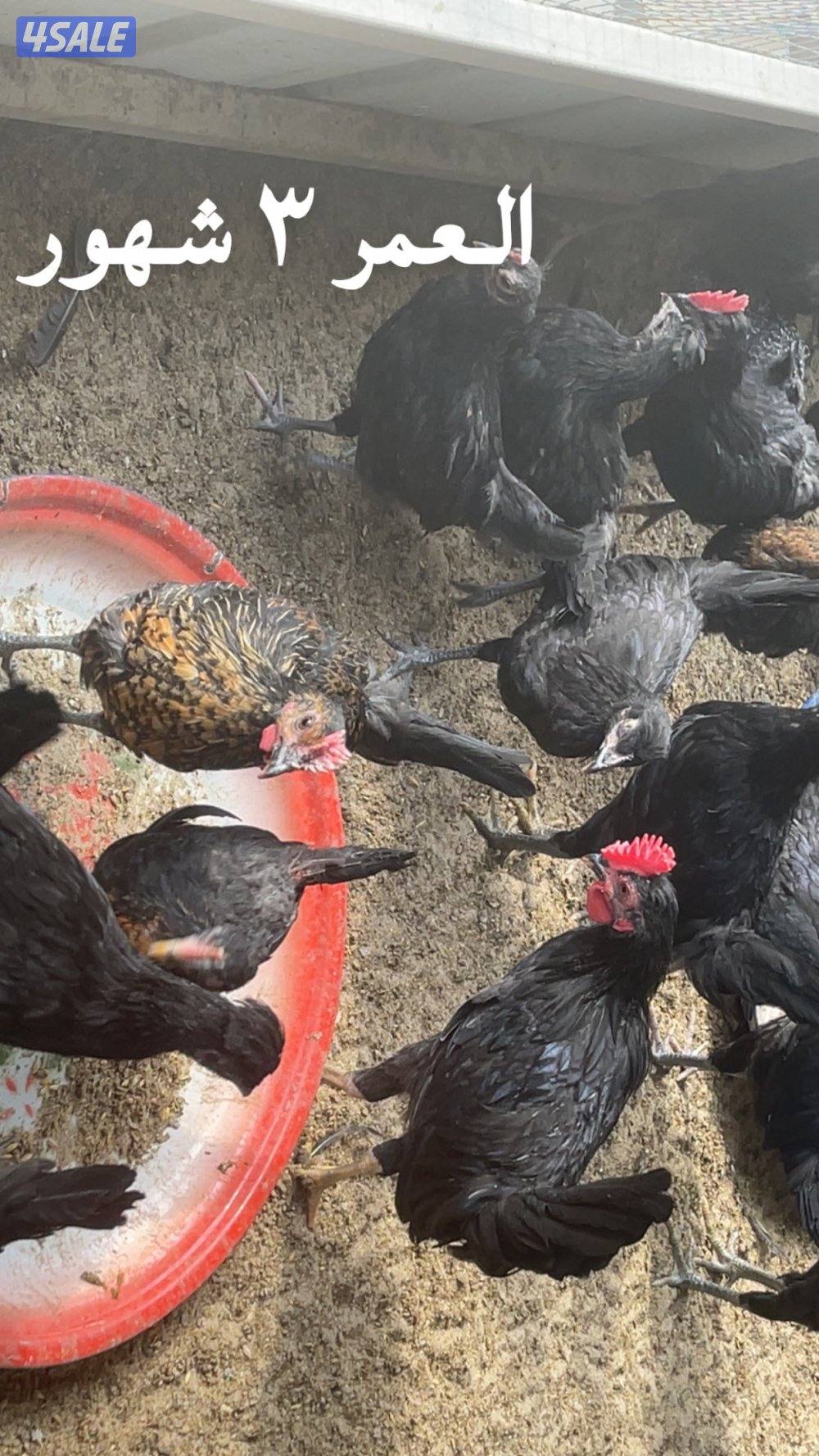 مجموعة فروخ كبار العمر ٣ شهور احجام طيبة5