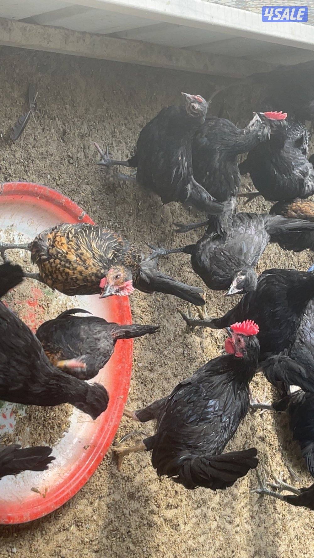 مجموعة فروخ كبار العمر ٣ شهور احجام طيبة6