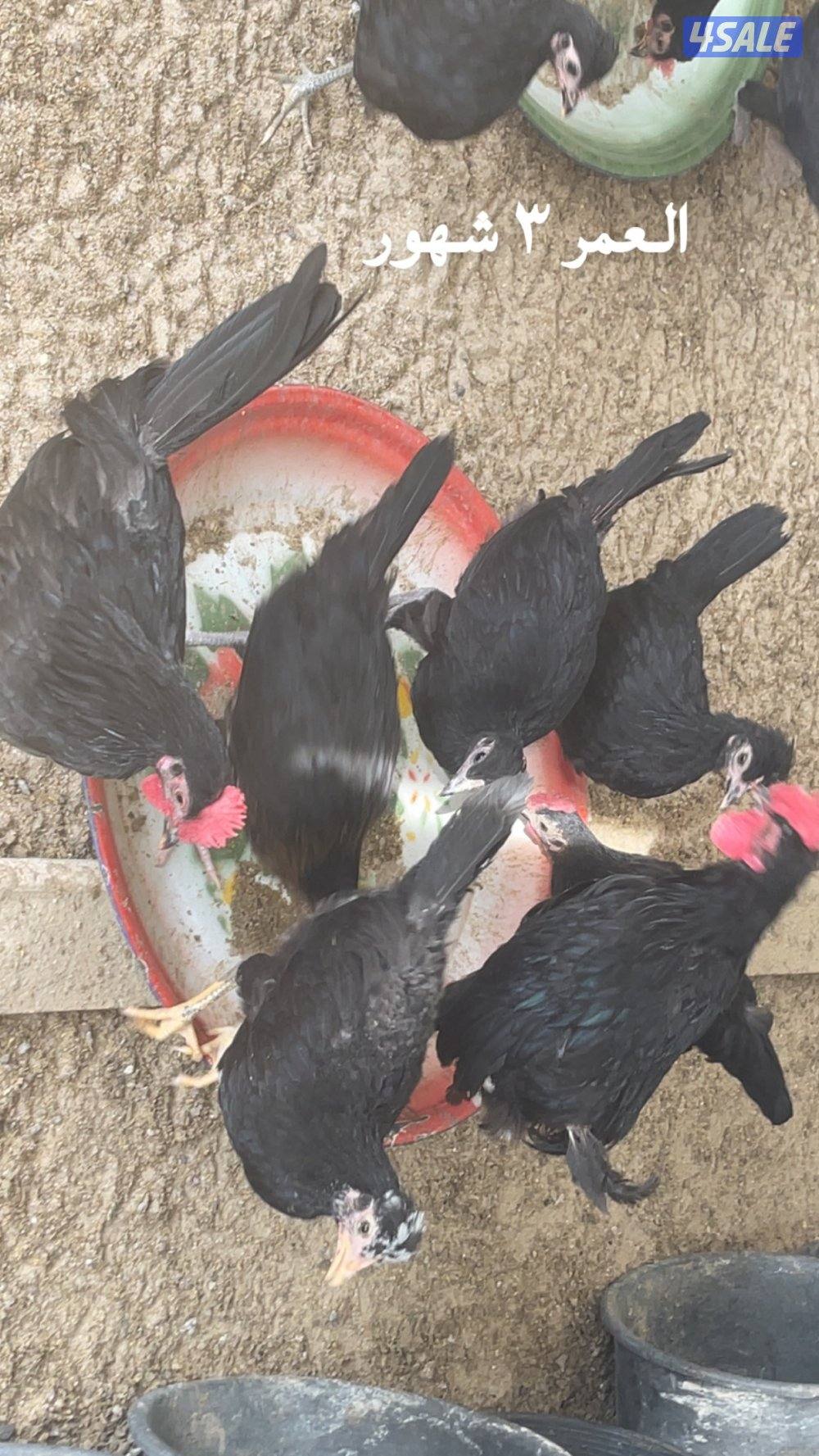 مجموعة فروخ كبار العمر ٣ شهور احجام طيبة7