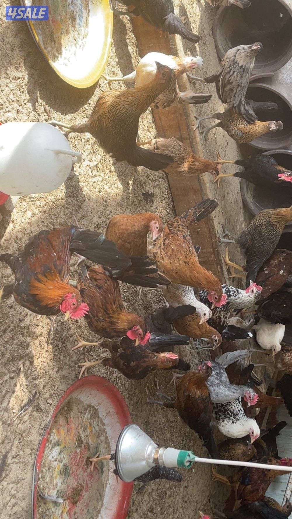 مجموعة فروخ كبار العمر ٣ شهور احجام طيبة9