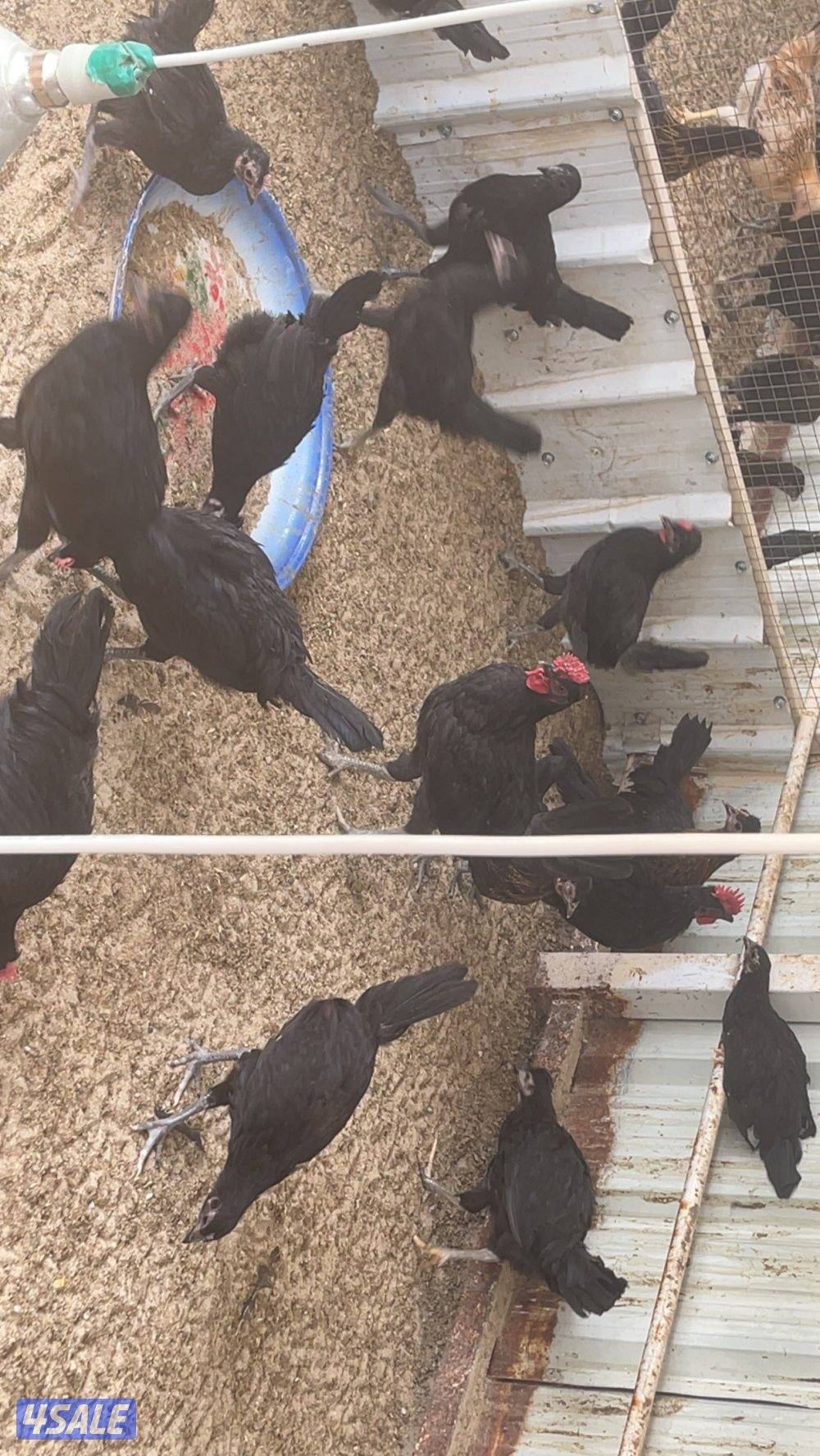 مجموعة فروخ كبار العمر ٣ شهور احجام طيبة10