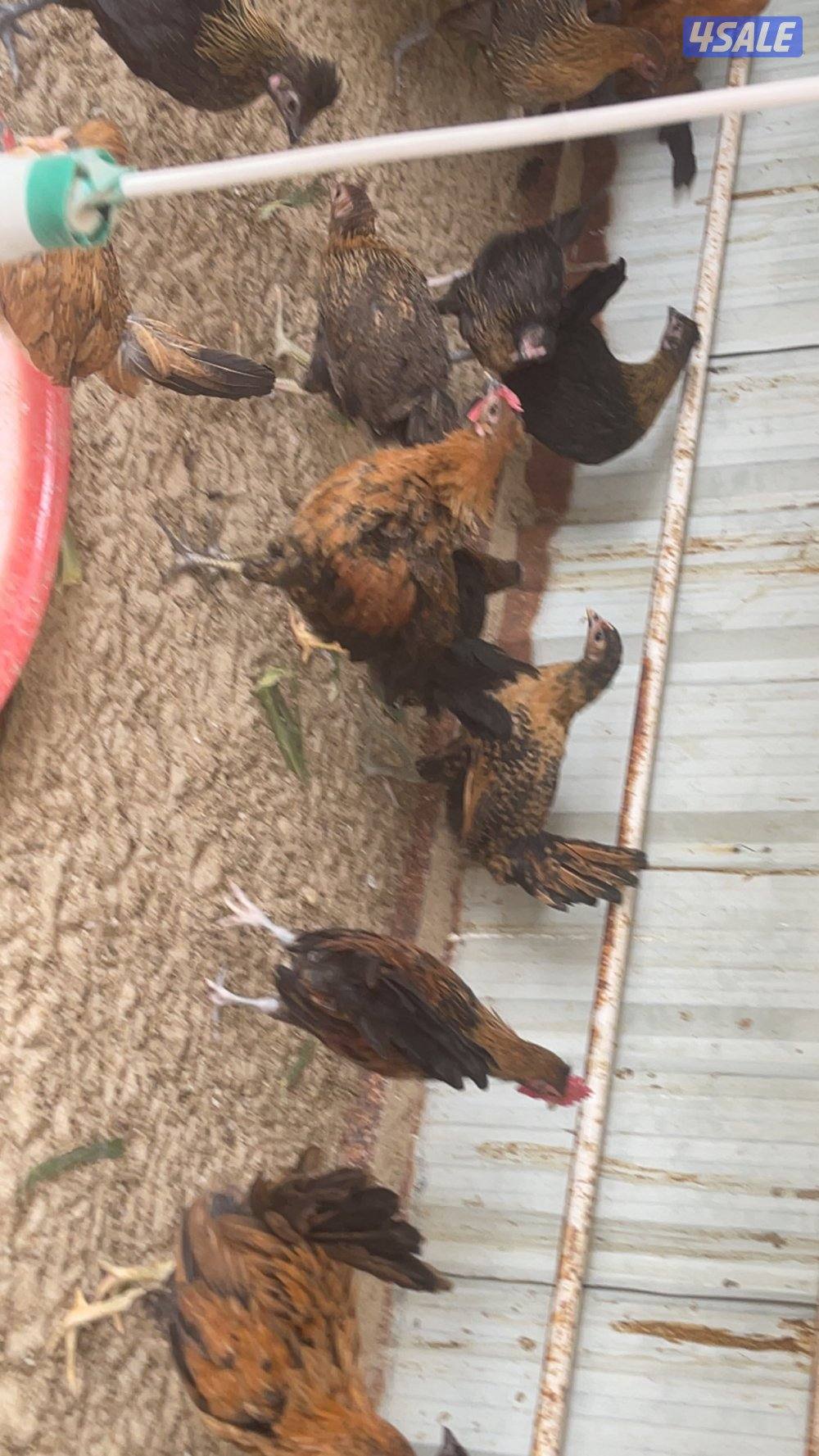 مجموعة فروخ كبار العمر ٣ شهور احجام طيبة11