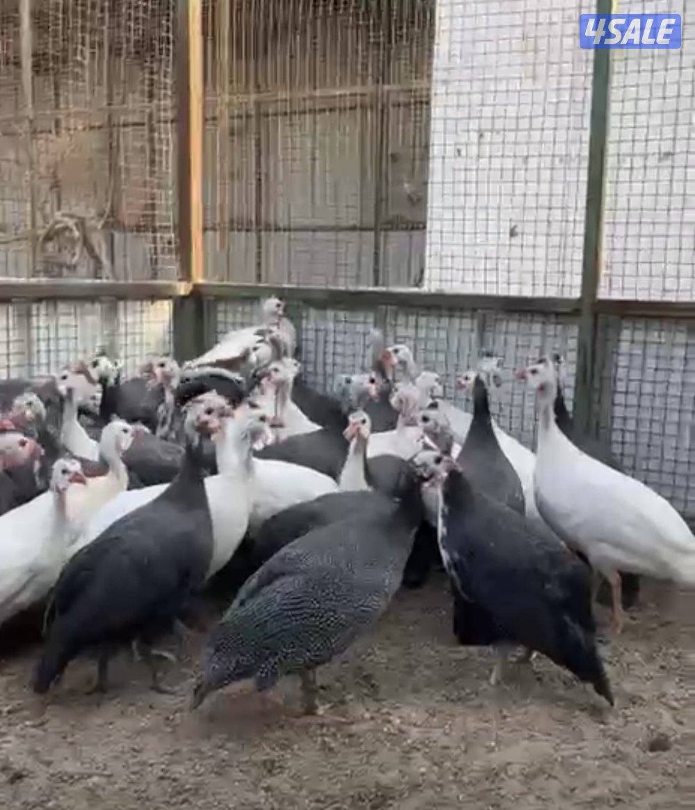 للبيع خيبر ملاوين وشبب بمزارع العبدلي0