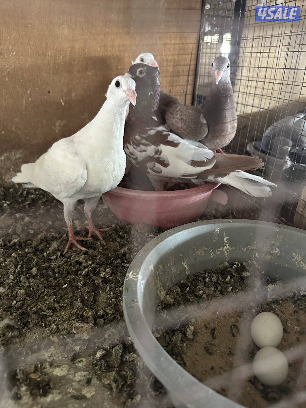 مشروع حمام زاجل0