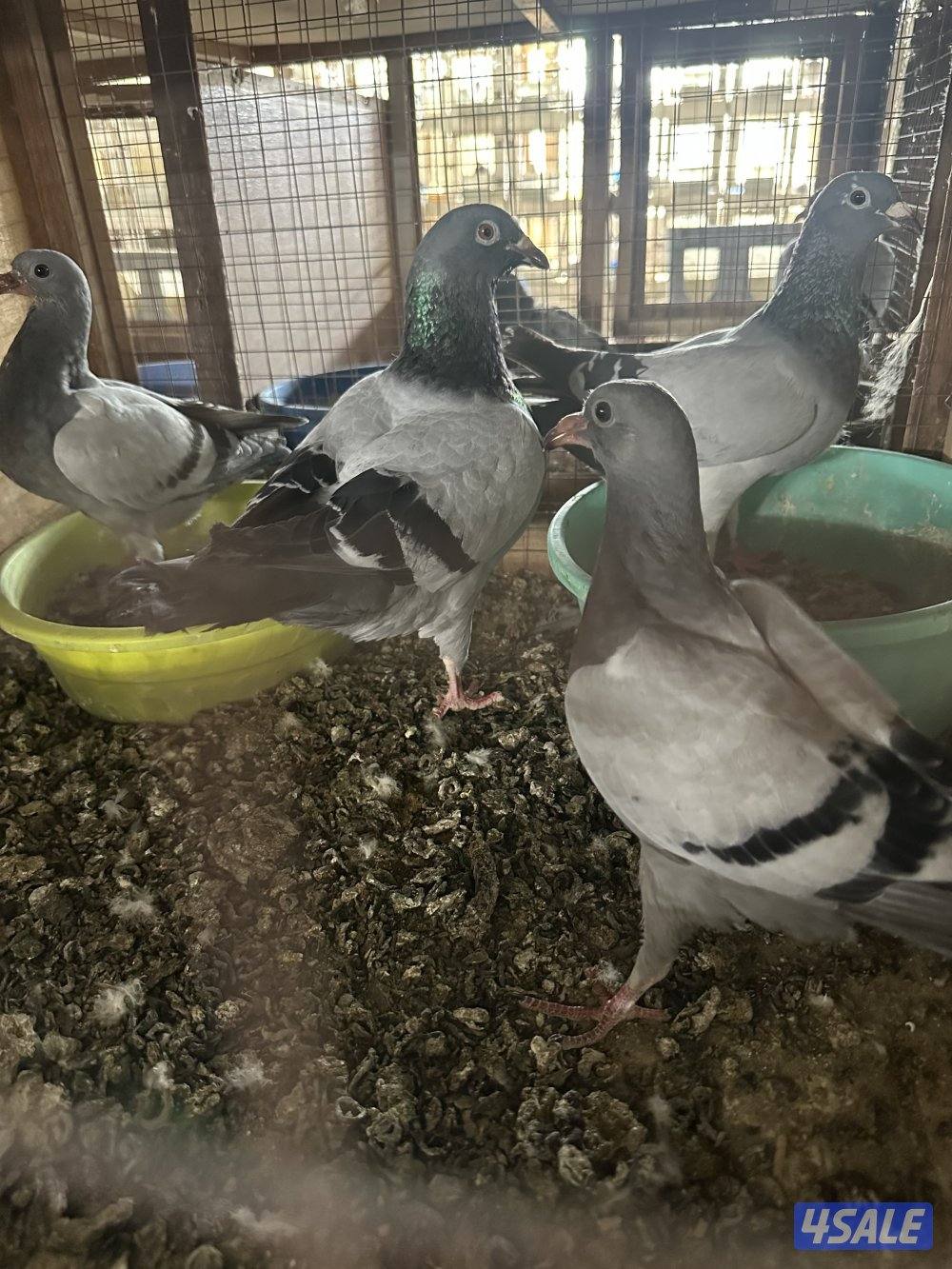 مشروع حمام زاجل1